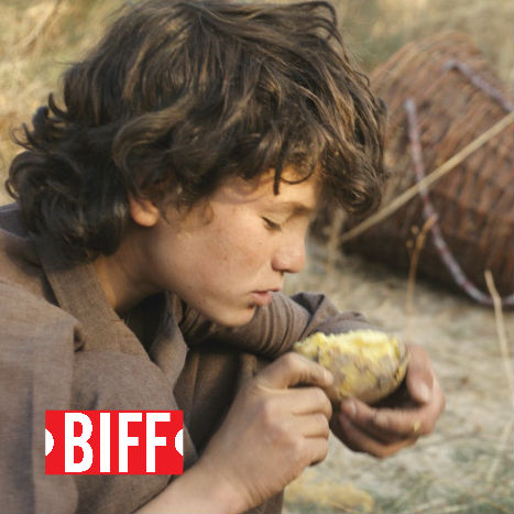 BIFF: Wolf and sheep